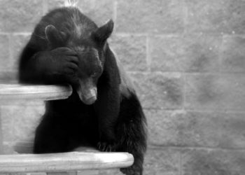 Bitcoin Price Eyes $40K Amid Massive Volatility, Leaves Bears in Disbelief