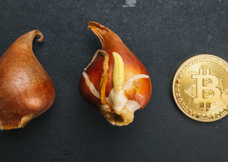 Crypto isn’t even a tulip – but it threatens macroeconomic and financial stability