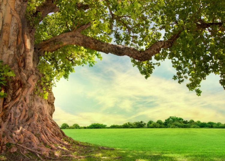 Wisdomtree Launches 3 Crypto ETPs Offering Exposure to Solana, Cardano, Polkadot – Bitcoin News