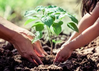 PlanetWatch Partners with Treedom to Launch “Stake for the Planet” Initiative