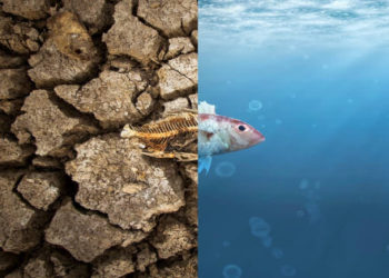 Blockchain Can Improve Climate Crisis through Smart Contracts, Study Shows