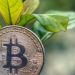 Bitcoin Moving To Greener Pastures? 60% Of Mining Is Now Sustainable