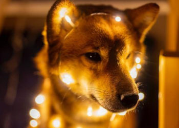 Lackluster Buzz as Dogecoin’s Price Is 65% Lower Than Last Year – Altcoins Bitcoin News
