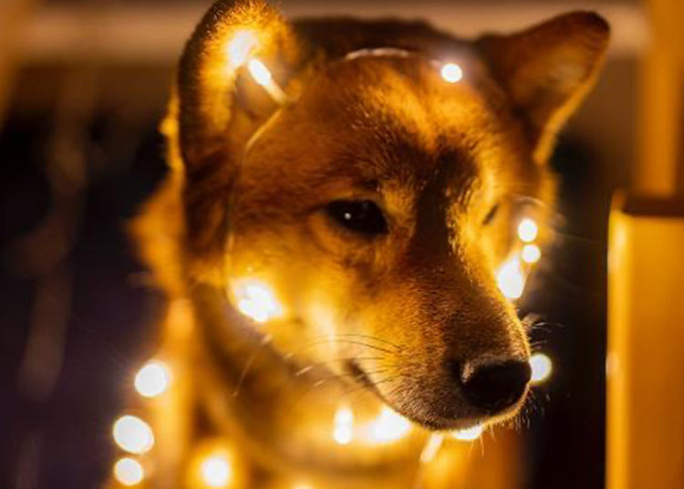 Lackluster Buzz as Dogecoin’s Price Is 65% Lower Than Last Year – Altcoins Bitcoin News