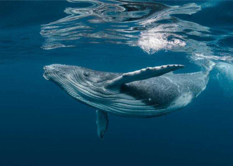 Rumors Claim Large Bitcoin Wallet Is a Whale’s Stash or Microstrategy’s Wallet Despite Conflicting Data – Featured Bitcoin News