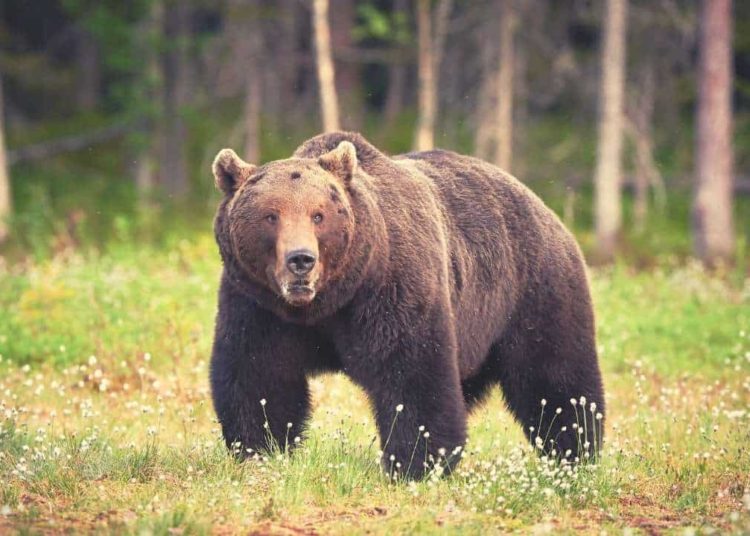 We Are in a Bear Market