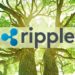 Ripple Commits $100M to Invest in Carbon Markets in its Latest Push for Sustainability