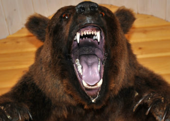Glassnode Report Says Bitcoin’s 2022 Price Drop Represents a Bear Market of ‘Historic Proportions’ – Bitcoin News