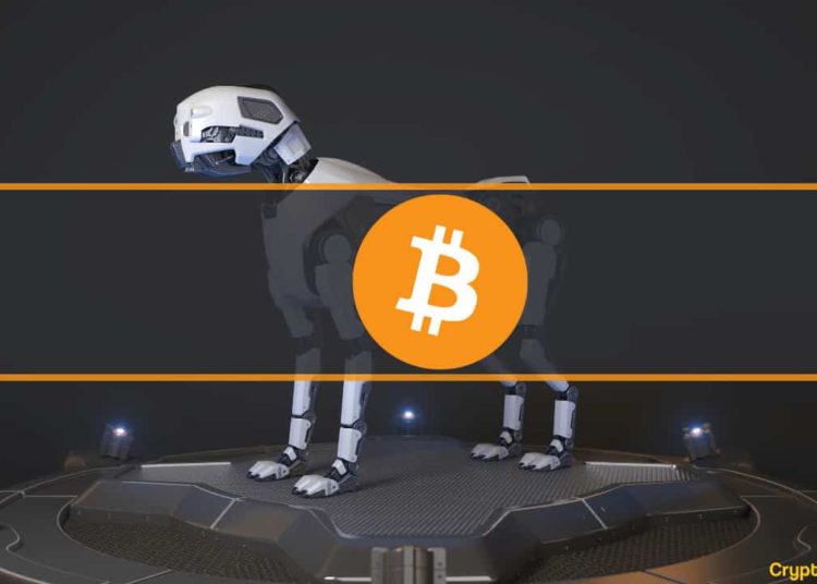 This Desperate Man Plans Build Robot Dogs to Find a Hard Drive With $169M Worth of BTC (Report)
