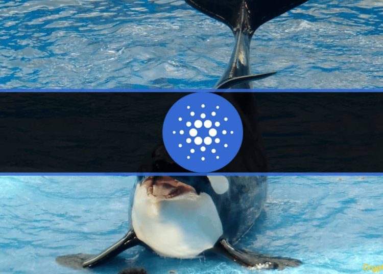 Sharks Added $37M, Whales Stopped Selling