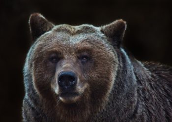 Crypto bear market could last another 8 months