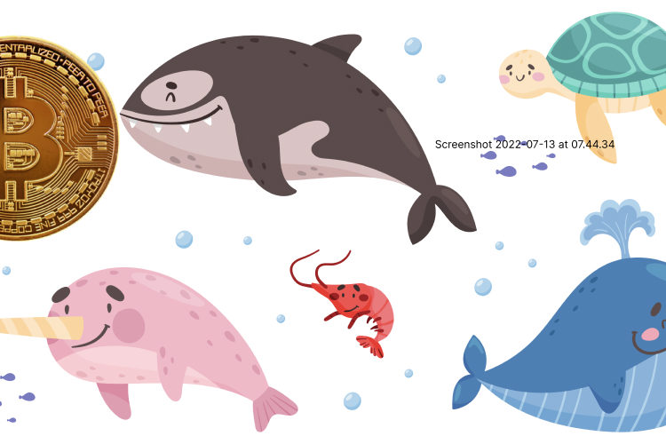 Investor crypto portfolios under water, but hodl mentality means they aren’t selling