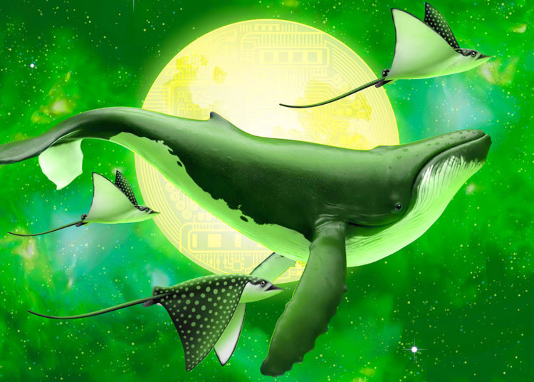 Cardano Sharks Accumulate Nearly 80 Million ADA in Just 30 Days While Whales Stay Flat: Analytics Firm Santiment