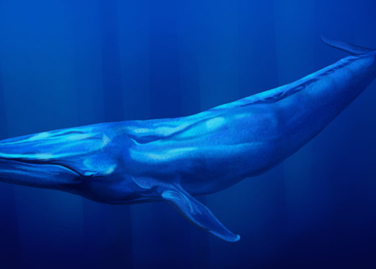 Spending $276M in Ether — Colossal Ethereum Whale That Participated in the Genesis ICO Transfers 145,000 ETH – Bitcoin News