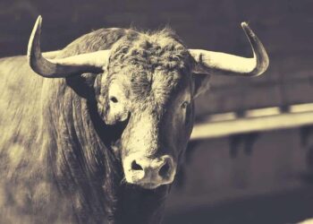 Bitcoin’s Next Bull Run Will Start in 2023 According to Bitwise CEO