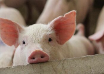 US State Issues Order Freezing Crypto at Exchanges in Pig Butchering Scam Crackdown – Regulation Bitcoin News