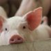 US State Issues Order Freezing Crypto at Exchanges in Pig Butchering Scam Crackdown – Regulation Bitcoin News