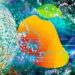 Solana-Based Crypto Trading Platform Mango Markets Primed To Cut Deal With Hacker Behind $100,000,000 Exploit