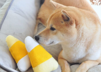 Bitgo Reveals Wrapped Dogecoin Token Built on Ethereum – Altcoins Bitcoin News