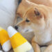 Bitgo Reveals Wrapped Dogecoin Token Built on Ethereum – Altcoins Bitcoin News