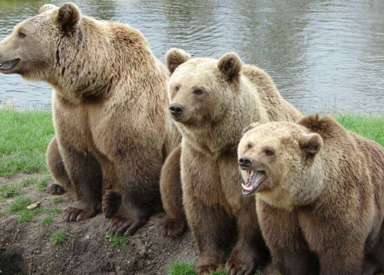 Bitcoin Price to Consolidate or Retrace Even Further in 2023: Analysis