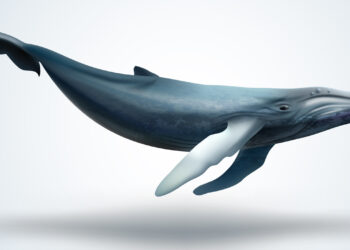 This Week XRP Whales Moved Millions of Tokens to Exchanges and Unknown Wallets – Altcoins Bitcoin News