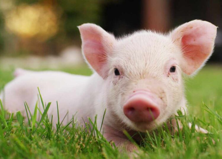 FBI Renews Warning About Pig Butchering Crypto Scam Sweeping the Country – Featured Bitcoin News