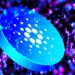 New Cardano (ADA) Stablecoin Launch Revealed – Here’s When Djed Comes Out