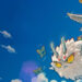 Axie Infinity’s Monthly Player Count Drops to Low Not Seen Since November 2020 – Bitcoin News