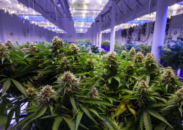 California Cannabis Growers Adopts Blockchain to Track Plants