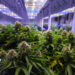 California Cannabis Growers Adopts Blockchain to Track Plants