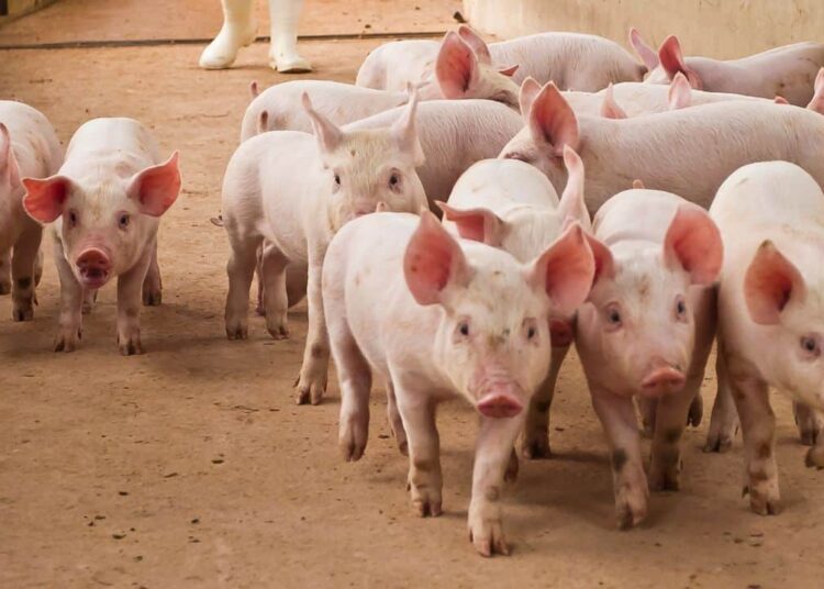 Pig Butchering Crypto Scams Exploit UK’s Companies House: Report