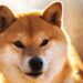 Shiba Inu: Shibarium made for billion-$-companies but also for retail investors