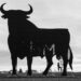 Nasdaq Crypto Index rose 37.2% in January – amid bullish market sentiment