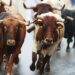 Next Crypto Bull Run Will Start From the East, Says Gemini Co-Founder – Markets and Prices Bitcoin News