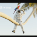 IX Swap Gets a Digital Assets License in the Bahamas