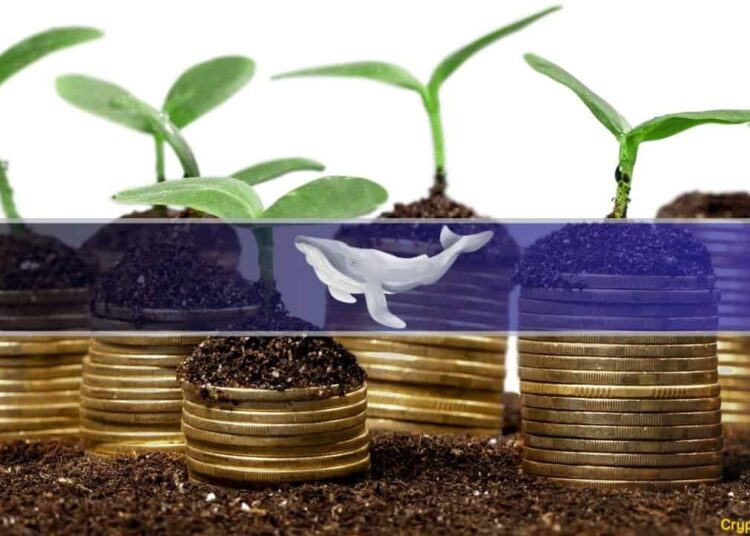 How an Average Trader Became a Crypto Whale in Just 5 Months