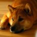 Shiba Inu Scores Historic Milestones, Reaching 14,000,000 People