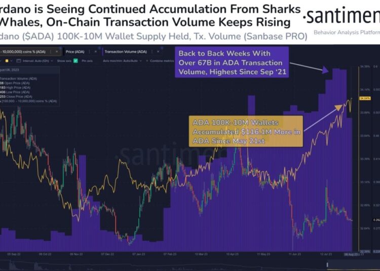 Cardano Whale Addresses Accumulate Heavily, ADA Price Rally
