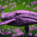 XRP, Shiba Inu and Two Additional Altcoins Witnessing Increased Interest From Whales, Says Santiment