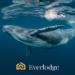 Whale Who Bought Filecoin and VeChain Before They Exploded in Value Is Now Accumulating Everlodge