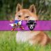 Will the Shiba Inu Price Recover After Tanking Over 20%? Wall Street Memes Emerges as Alternative with $26 Million Raised