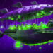 Rising Whale Activity on These Three Ethereum-Based Altcoins a Sign of Potential Bullish Turnaround: Santiment