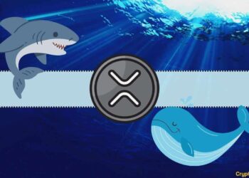 These Two Groups of Ripple Holders Hold Billions of XRP and Keep Buying: Details