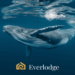 Cardano (ADA) Announces New Partnership, Everlodge (ELDG) and Solana (SOL) Bull Run Continues