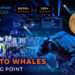 Blockchain Life Forum 2024: Navigating Investment Opportunities in Dubai's Crypto Bull Run