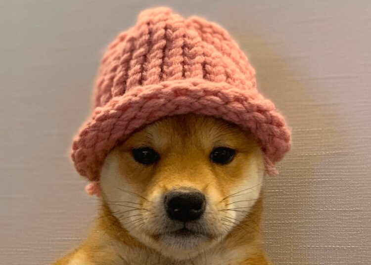 Dogwifhat Rises to Become the Third-Largest Meme Coin by Market Valuation