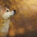 SHIB and CDSA Join Forces To Transform Media & Entertainment Using Blockchain