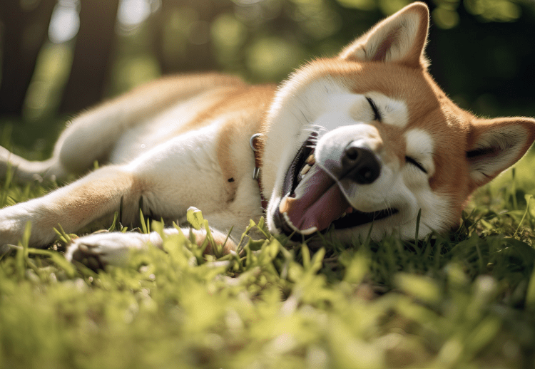 New "Shiba Inu Killer" Memecoin Grows 400%, Can It Hit $1 When They List