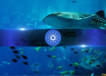 Cardano Whales Boosts Holdings by 11% in a Month as ADA Aims for $0.5